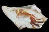 Fossil Pea Crab (Pinnixa) From California - Miocene #74499-1